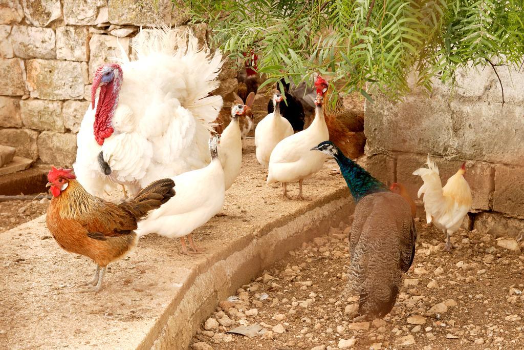 Masseria Curatori *